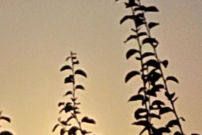 La lluna blava a Instagram