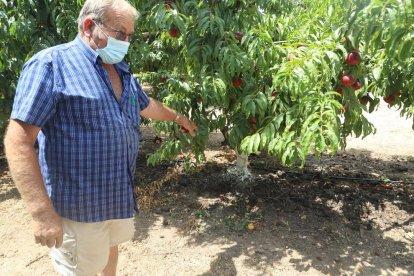 Sellart mostra un cau de conills a la finca en la qual planta cereals.
