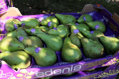 La DOP Pera de Lleida tendrá menos producción por las heladas pero prevé una buena campaña de comercialización