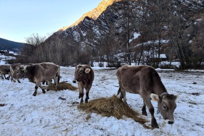 Vacas comiendo hierba seca sobre la nieve en Alins.