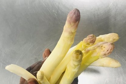 L’espàrrec a l’abril per a mi, al maig per a tu i al juny per a ningú