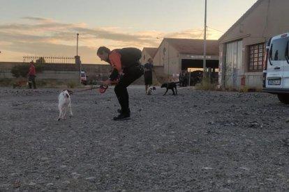 Bomberos, policías y miembros de Protección Civil trabajan con los perros en diferentes ejercicios en Lleida ciudad.