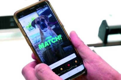 buscant acollidors via mòbil. Tinder ensenya perfils d’usuaris que es trobin a prop; així els interessats a adoptar poden conèixer in situ els animals.