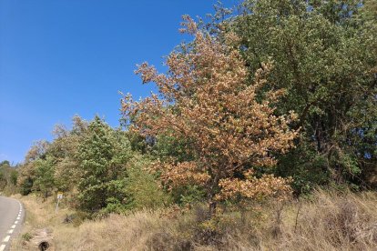Arbres secs entre altres de sans al Montsec, on les onades de calor al llarg d’aquest estiu han contribuït a delmar els exemplars més debilitats.