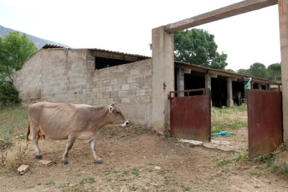 Una quincena de vacas ocupan un monasterio de la Noguera