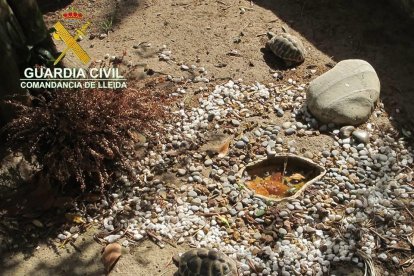 Intervienen cuatro tortugas protegidas a un vecino de Térmens