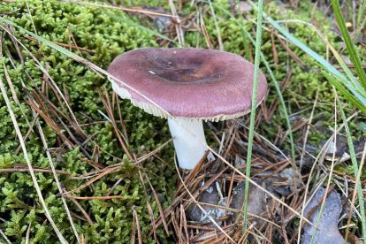 El camagroc és una altra varietat molt apreciada.