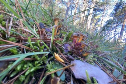 El camagroc és una altra varietat molt apreciada.