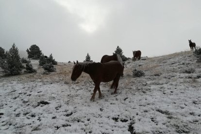 Els forts vents van arrasar camps de panís al Pla d’Urgell.