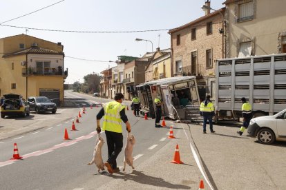 Imatge del camió amb porcs que va bolcar ahir quan circulava per l’interior de Castelló de Farfanya.