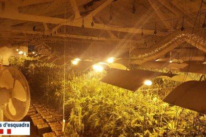Tres detinguts per cultivar 4.500 plantes de marihuana a Puiggròs