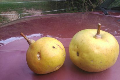 El viver impulsat pel consell comarcal del Sobirà compta amb vint-i-dos varietats de fruiters