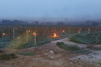 Les gelades afecten les àrees fruiteres i d'ametllers de Lleida