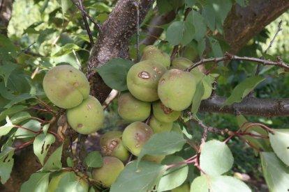 Imagen de fruta de hueso dañada por el pedrisco del jueves en una finca de Sucs.