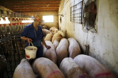Un grupo de leridanos se refugia en la sombra de un árbol en la avenida de Les Garrigues.
