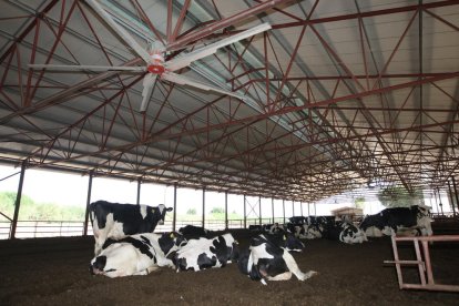 Un grupo de leridanos se refugia en la sombra de un árbol en la avenida de Les Garrigues.