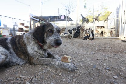 Protectores d’animals al límit