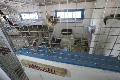 Protectores d’animals al límit