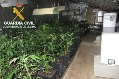 Dos detinguts i confiscades 1.100 plantes de marihuana a l'Urgell