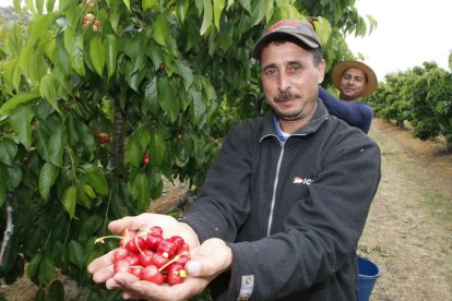 Treballs de recollida de cirera ahir a l’explotació de Josep Maria Teixidó a Seròs.