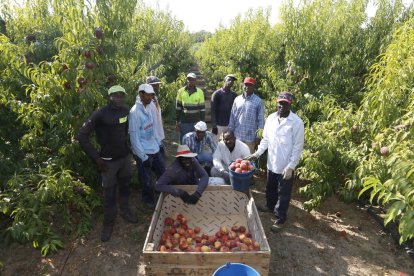 Un grup de temporers fa un descans divendres per posar per al fotògraf en una finca de Corbins.