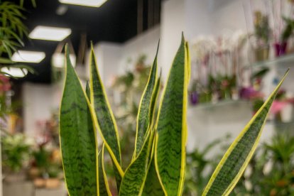 Plantes que ho aguanten tot