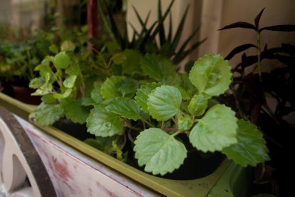 Plantes que ho aguanten tot