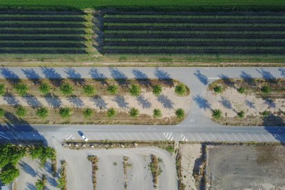 regularitat. Els camps de fruiters i els de blat de moro s’alternen en un paisatge de regadiu marcat per la simetria gairebé perfecta dels conreus.