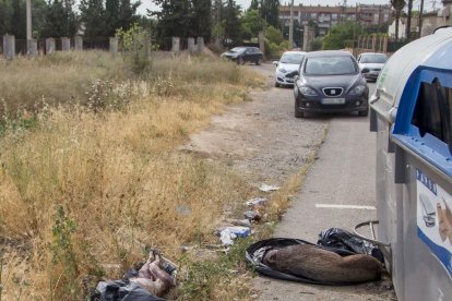 Imagen de archivo de dos animales encontrados junto a los contenedores en la calle Hostal de la Bordeta, en Lleida.