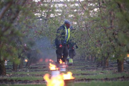 La lluita contra el fred suposa més costos al posar en funcionament maquinària per al reg i per tractar també els arbres.