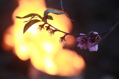 La lluita contra el fred suposa més costos al posar en funcionament maquinària per al reg i per tractar també els arbres.