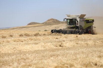 Oportunitat perduda del sector agrari català