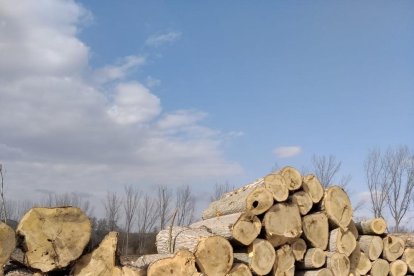 Troncs emmagatzemats després de la tala a la Granja d'Escarp