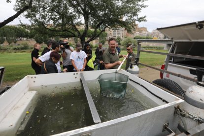 Un momento de la liberación de estos 600 peces en la canalización, justo delante del ayuntamiento.