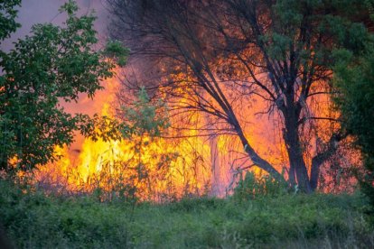 Alarma per un incendi al camí de Marimunt de Lleida