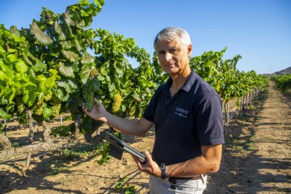 Las primeras uvas vendimiadas ayer servirán para producir cava de la mayor calidad de Codorníu.