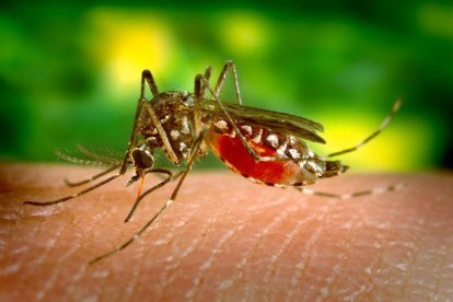 Mosquito fiebre amarilla. Todavía no se han detectado ejemplares en Cataluña, pero sí en otros puntos del Estado. Es un gran transmisor de enfermedades como el dengue, el zika o la fiebre amarilla