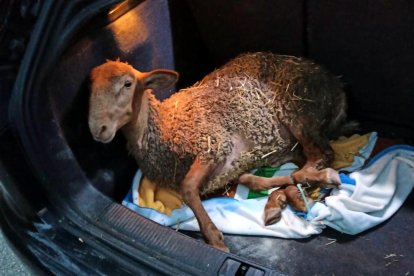 Un detingut al Solsonès per vendre ovelles il·legalment