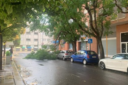 Una branca caiguda aquest dimarts a la rambla Corregidor Escofet de Lleida.