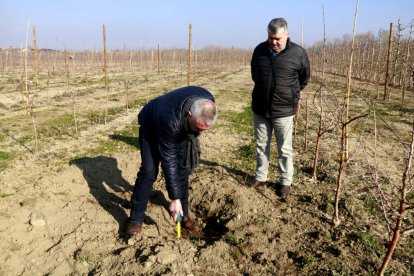 Pujol i Roqué observant els danys causats per la plaga de senglars a la finca de l’Horta de Lleida.