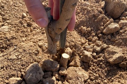 Imatge de la finca i un dels pistatxers que ha estat tallat d’arrel.