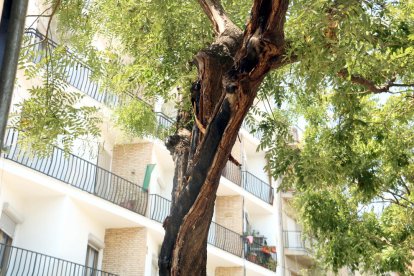 El ayuntamiento de Lleida hace un llamamiento a la población para encontrar a los responsables de la quema de una veintena de contenedores