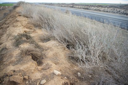 Madrigueras en el talud de la autovía A-14 en Alguaire, donde proliferan al no poder cazarlos.