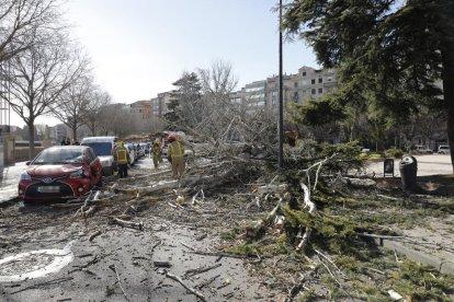 Els Bombers van haver de talar l’àlber de la plaça de la Pau que va caure sobre l’avinguda del Segre.
