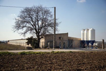 El focus de grip aviària s’ha detectat en aquesta granja d’Arbeca, que allotjava 9.000 galls dindis.