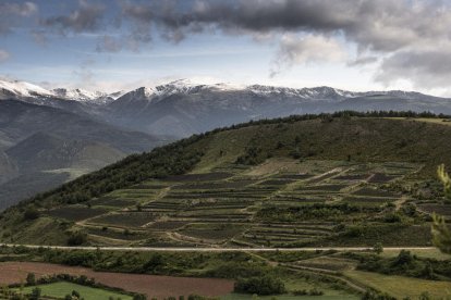 Las viñas en altura, proyecto contra el cambio climático.