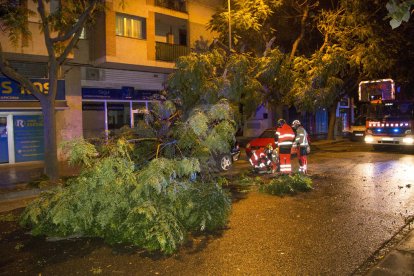 Els bombers van ser alertats ahir a la nit per la caiguda de diversos arbres a Pardinyes