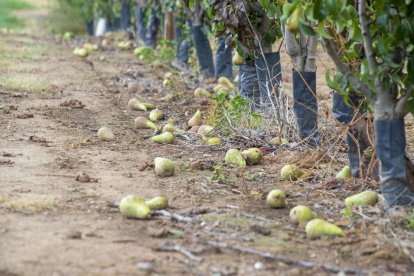 Imatge de peres caigudes pel vent en una finca de Benavent de Segrià.