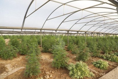 Desmantellada la primera gran plantació 