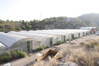 Desmantellada la primera gran plantació 
